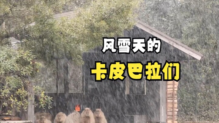 สัตว์ที่ทำให้ผู้คนรู้สึกมีความสุขเมื่อได้เห็น (2)