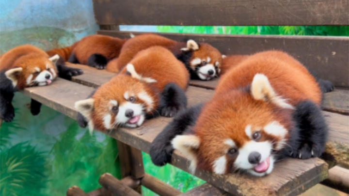 แพนด้าแดงน่ารักมาก อัตราการรักษา 100%