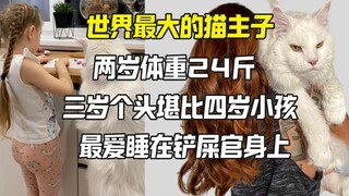 不可承受之重！世界最大的猫主子最喜欢在铲屎官身上睡觉