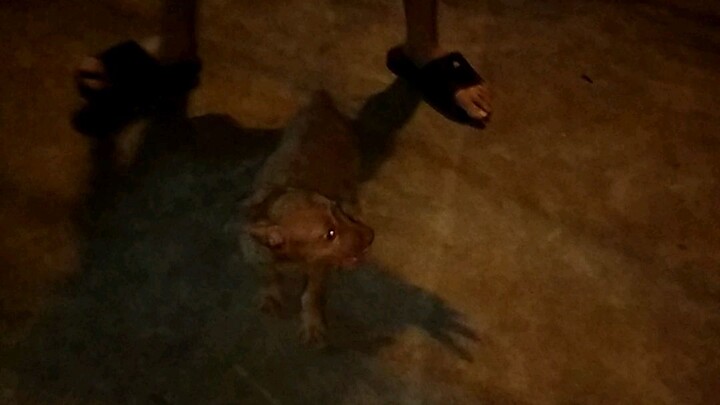 bỉ choá rượt nhà mn:))))