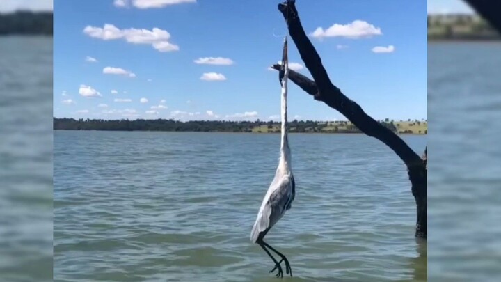 Blue Heron hanging from a branch with a string