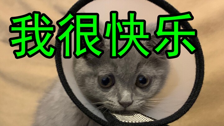 Có ai muốn cùng nhau ăn lẩu thịt mèo không?