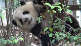 [He Hua si panda] Hua Hua memanjat tangga kayu dan bermain.