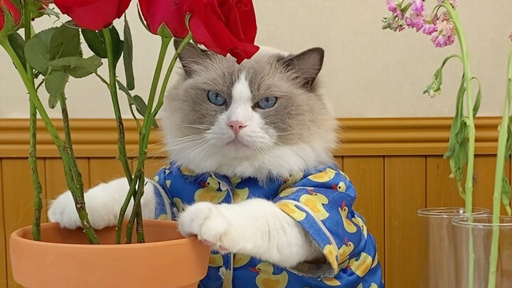 Ini ternyata benar-benar nyata!