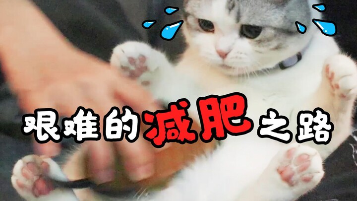 Căng não nghĩ cách giảm cân cho chú mèo quá béo, nhưng cái mông to đùng của nó cứ như dính chặt vào 