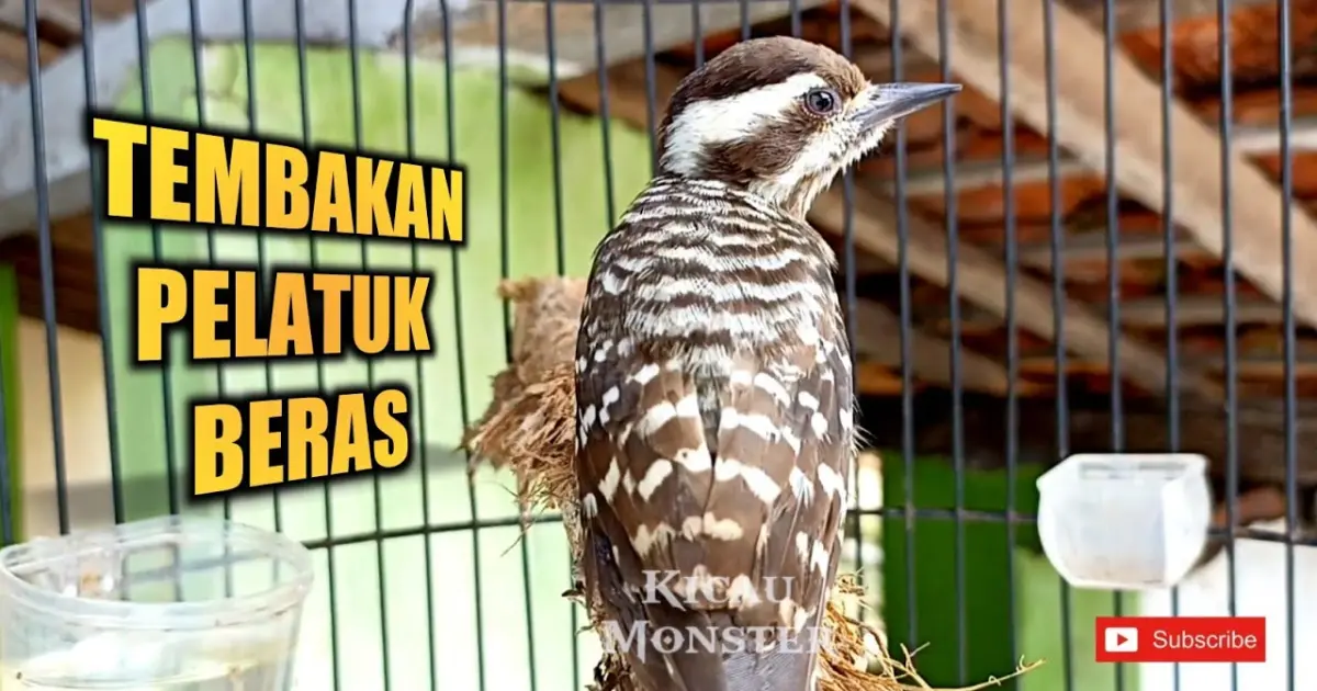 Suara Anakan Pelatuk Beras