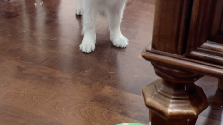 Ketika Hana di luar membelai anjing lain #Border Collie Chen Bella