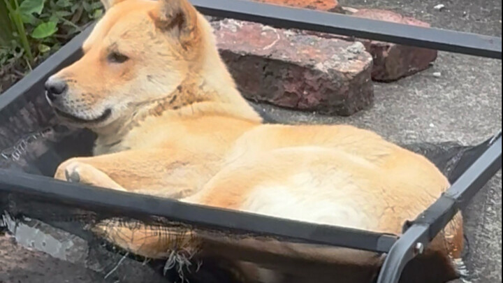 Cố gắng chưa chắc đã được nhìn thấy, nhưng lười biếng thì nhất định sẽ bị phát hiện.