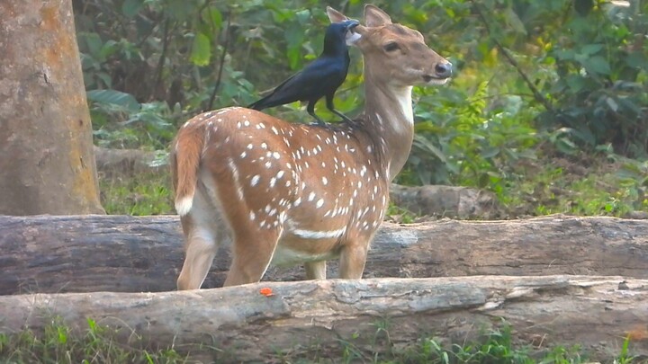 animal film | deer and birds