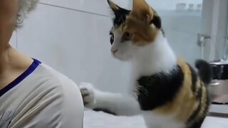 Anak kucing nenek yang sopan