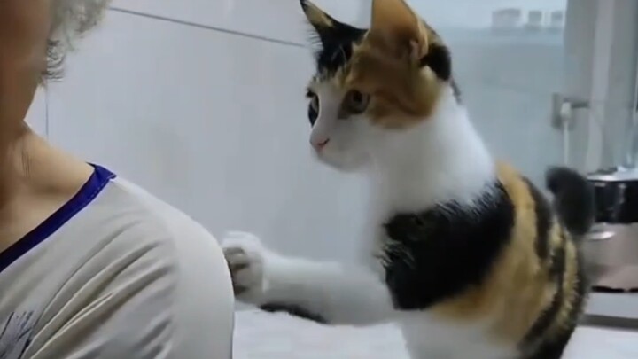 外婆家的礼貌小猫
