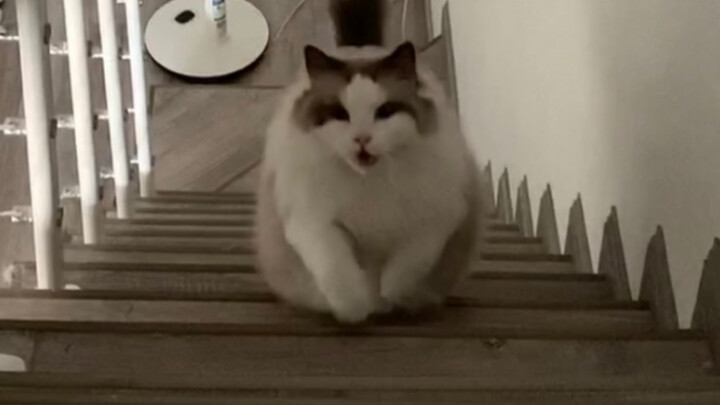 น้องแมวตัวเล็ก 20 ชั่งที่พร้อมมาหาทุกเมื่อ