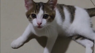Con mèo con tôi mới mua rất ngoan ngoãn và có vẻ rất thông minh!
