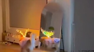 狗子：好看