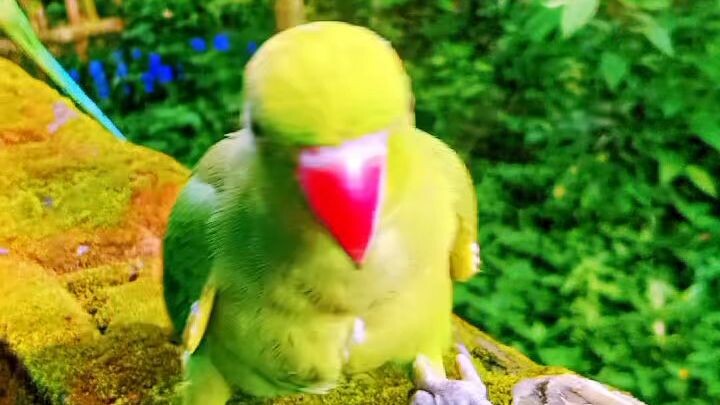 🦜🦜💯