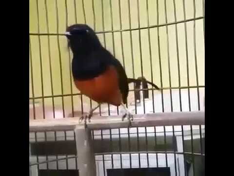 Pancingan murai batu macet bunyi