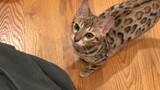 Good-Tempered Leopard Cat