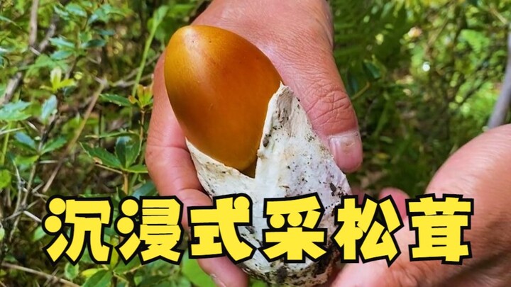 新鲜松茸拔出来的声音是不是很解压，洛桑带你沉浸式采松茸，建议戴上耳机观看