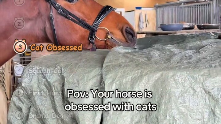 Animals Being Ridiculous: Dog w/ Knife, Cat in Pumpkin & Horse Meet Cat