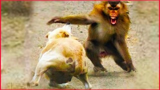 Monkey  &  Dog Funny Video.