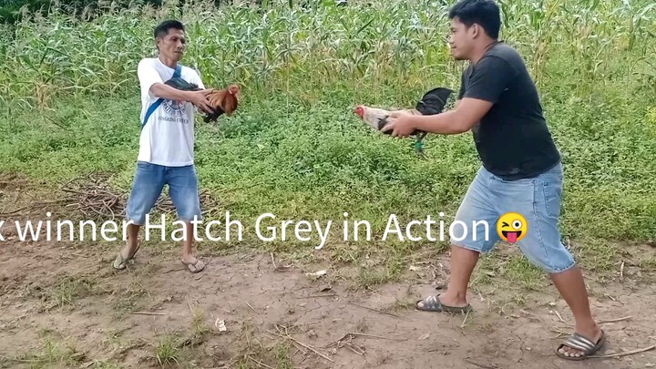 Sabong nang makakati😂