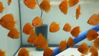 DISCUS FISH