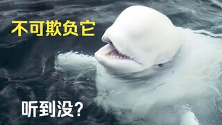 A white whale adopted a stray narwhal. The white whale said: "It's a little ugly, but it's our new f