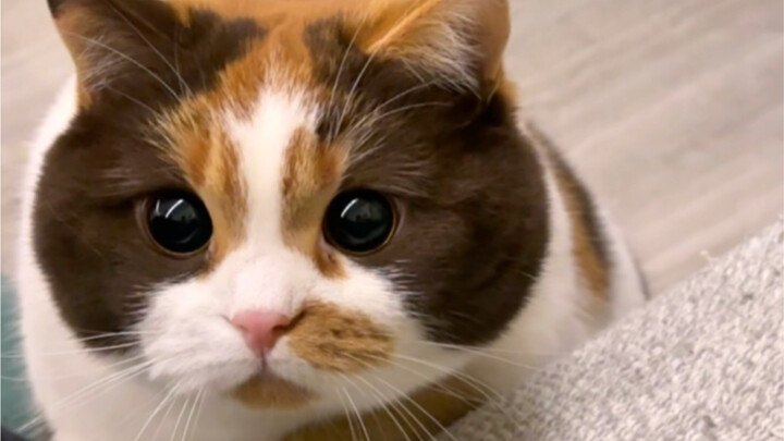 Kenapa pupil Xiao Juan begitu besar?