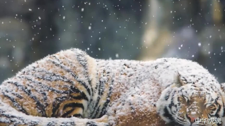 Hút thì phải hút mèo to! Bữa tiệc thị giác từ những loài mèo hàng đầu!