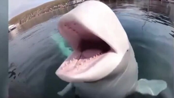 [Paus Putih yang Sopan] Seekor paus putih mengembalikan kamera yang jatuh ke laut kepada kera tegak 