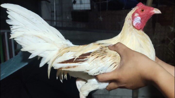 Win π ( Partida Kanan )