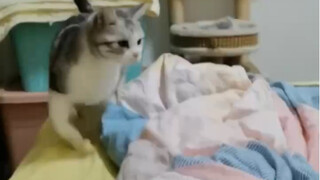 "Can kittens sprain their ankles?"