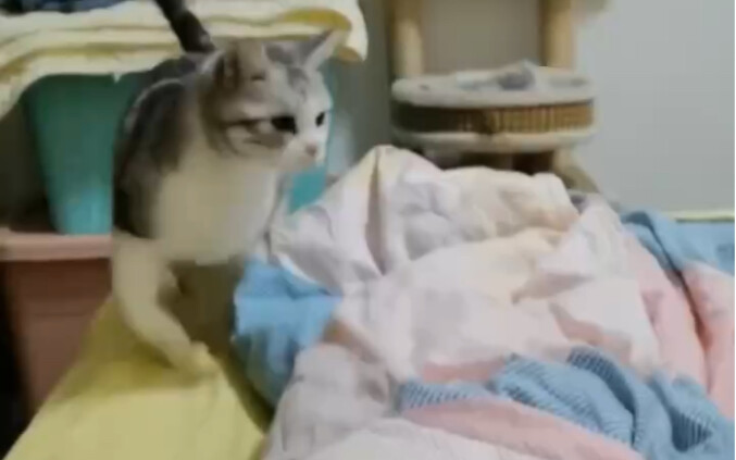 “小猫咪也会崴脚吗？”