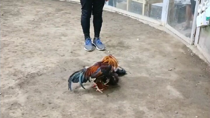 2025 FIGBA 8 Stag Local Edition Third Fight - win