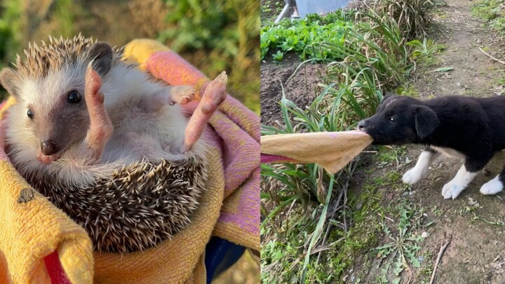 Little Pooch Xiaopang and a Pet Hedgehog: Super Healing