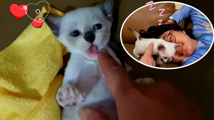 Anak Kucing Lucu Bobok Bareng Kak Hanum, Belai Sayang | Kucing Hanum - Miss Cemplon
