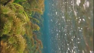从水面下看下雨，有种神奇的治愈感~