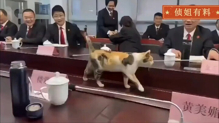 So heartwarming: During a break in a court meeting, a cat jumped onto the conference table and embar