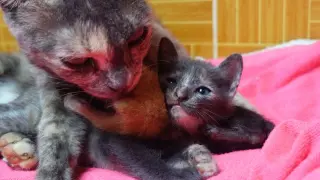 Mama cat licking and cleaning orphan kittens