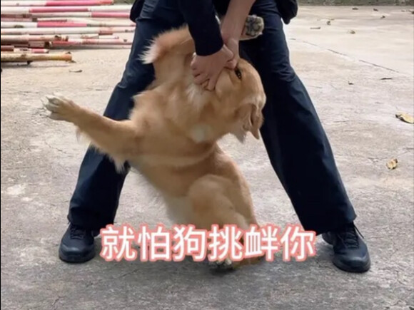 Anjing boleh nakal, tapi menantang tidak boleh. #melatihanjing #sekolahmelatihanjing #HuntDogTrainin
