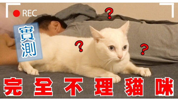 【ทดสอบน้ำเต้าหู้】บันทึกอันโหดร้าย กับแมวที่ไม่สนใจคำอ้อน