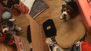 about Skyler: gender:boy dog type:beagle Age: idk adopted: 3,21,23 like: crazy,angryandnot listening