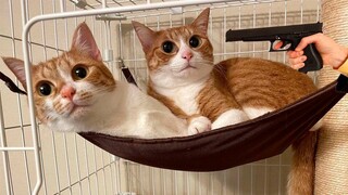 2023 年最佳搞笑动物视频 😺 - 最搞笑的猫狗视频 ☺😍