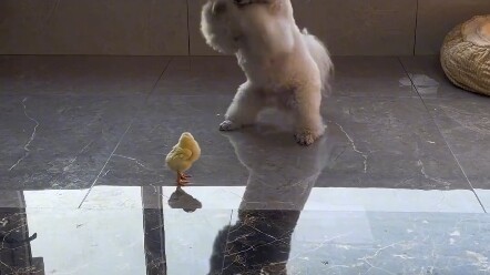 The snowflakes look so cute—they’re about to become best friends with the little chick!