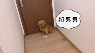 Jangan sekali-kali mengajari anjing belajar menekan bel! #hewanpeliharaanlucu#TutuHewanPeliharaan