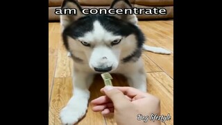 Dog funny videos OMG 🤣  | Dog lifestyle