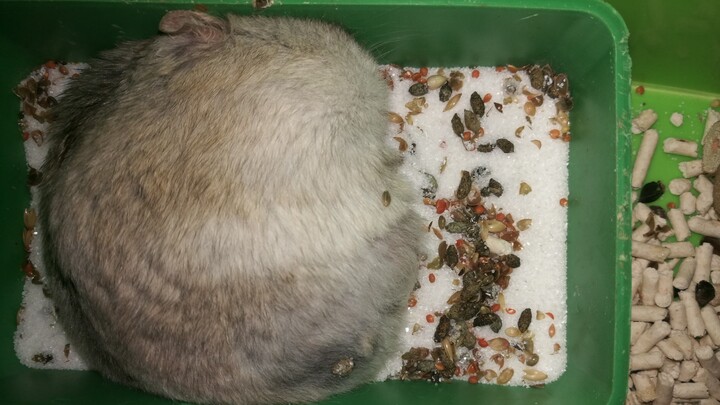 ฉันจะด่าให้เจ้าหนูหมูตัวนี้ตาสว่าง! ด่าจนมันร้องไห้โฮๆ เลย!