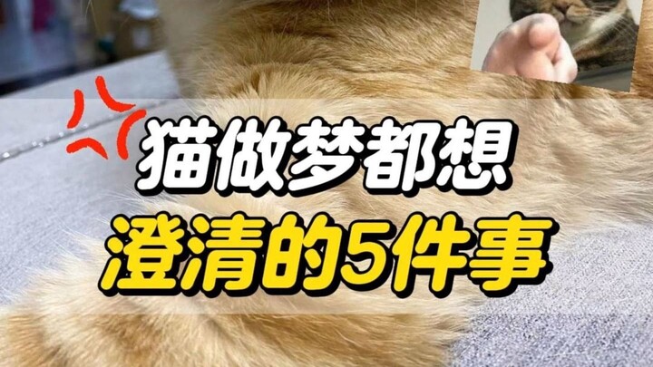 猫咪做梦都想跟你澄清的5件事，泪目了