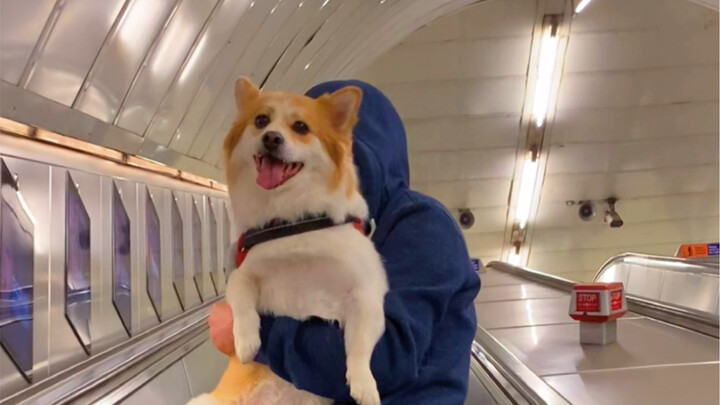 How Cute Are Dogs When They Ride the Subway!
