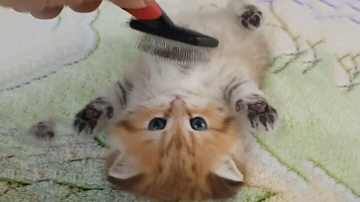 Mèo con siêu ngoan, chủ động lật mình để chủ chải lông~